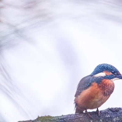 La flèche bleue 