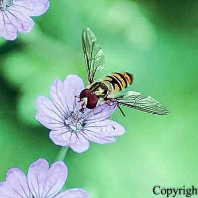 Photos macro