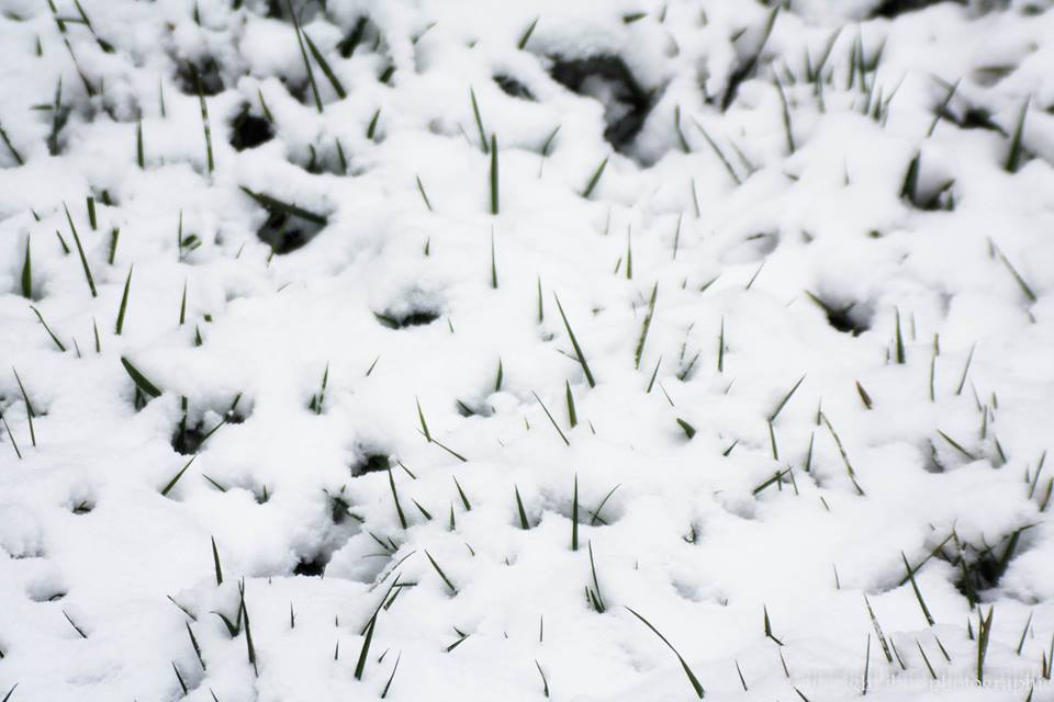 tombe la neige dans le chtnord