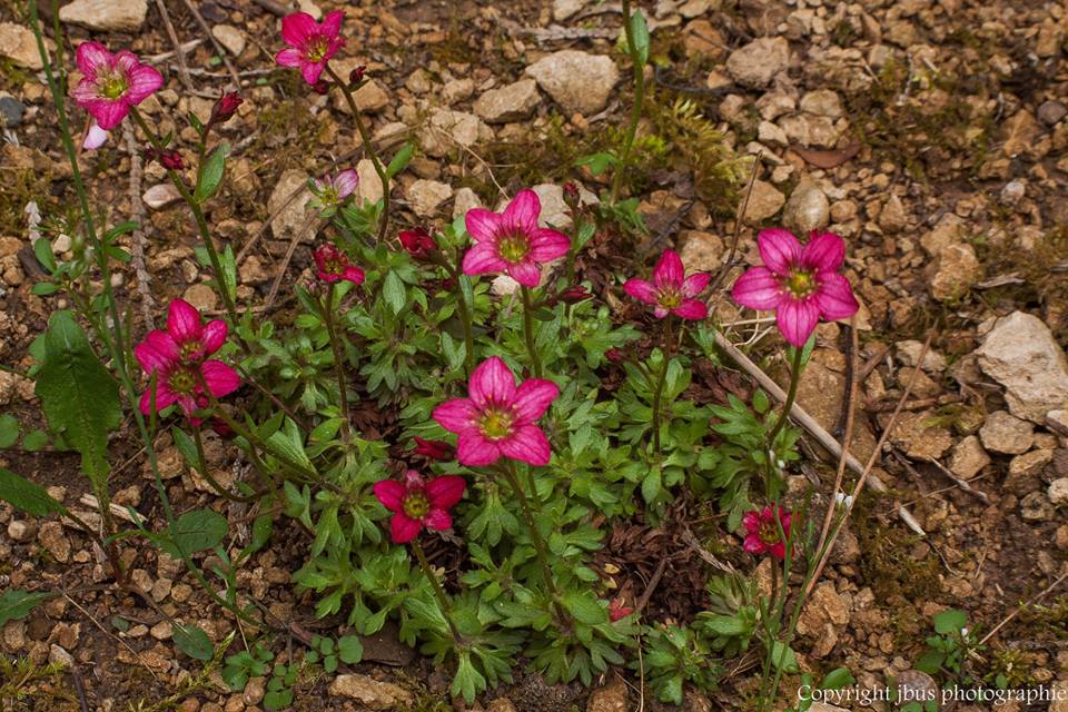 l arrivé du printemps 
