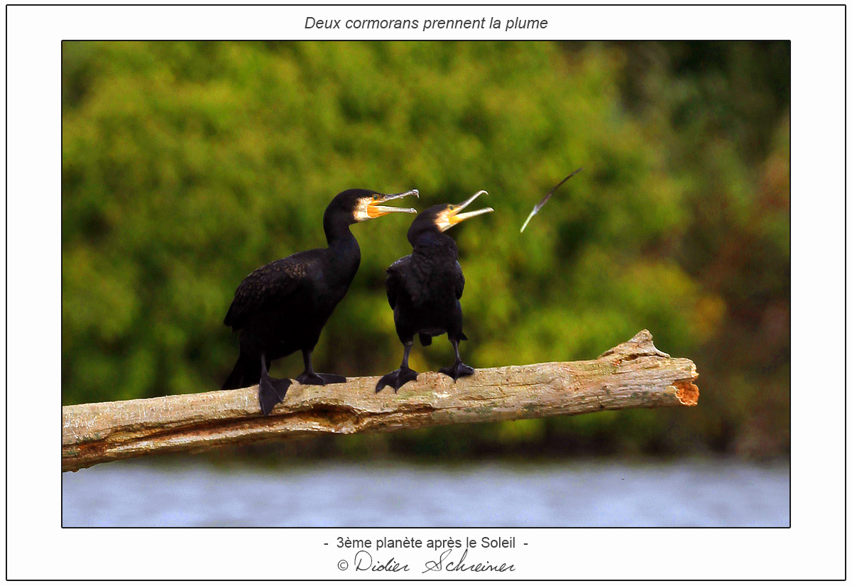 3ème planète après le Soleil - Deux cormorans prennent la plume