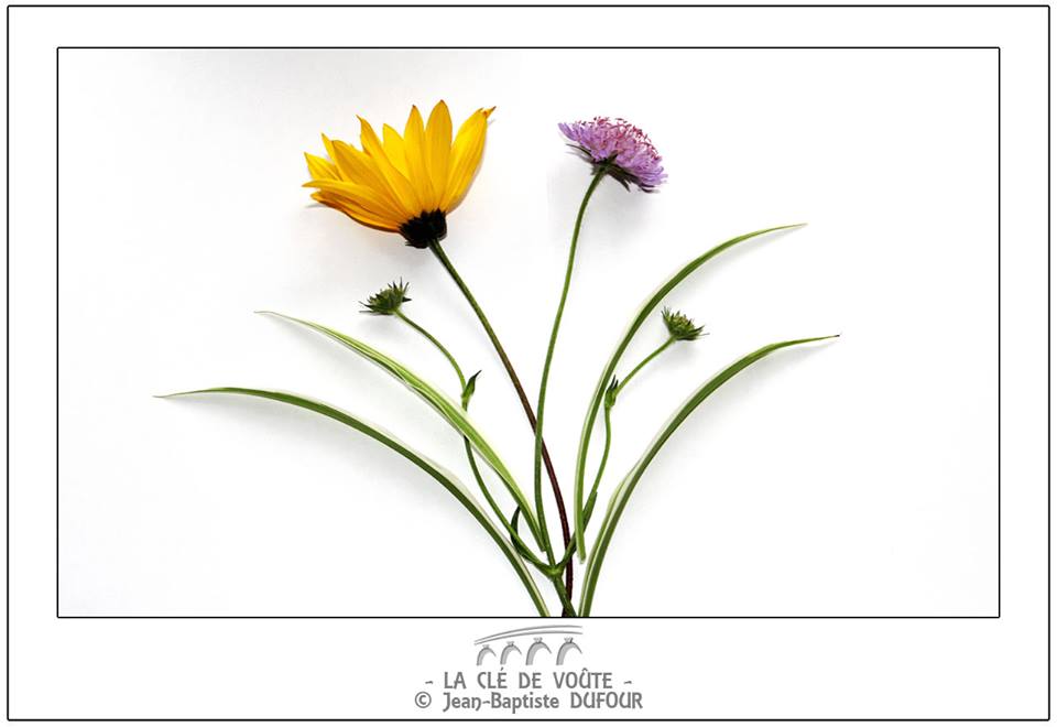 l amour des fleurs      