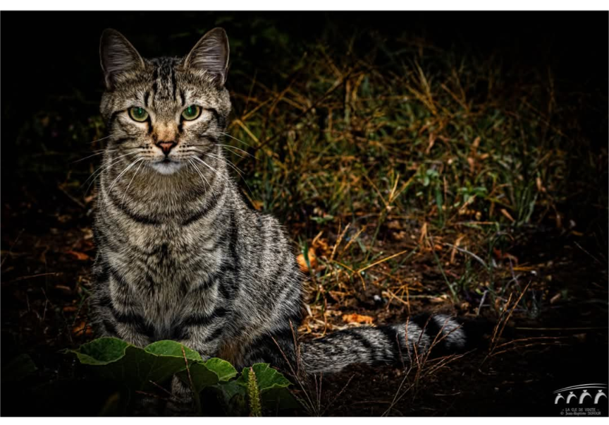 Chat' alors 
