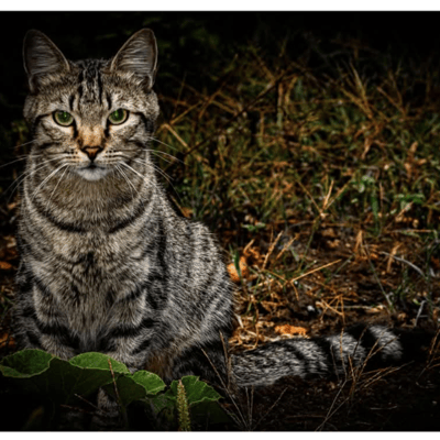 Chat' alors 