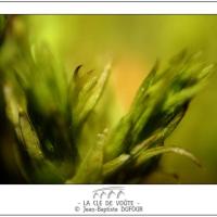 Mousse verte 