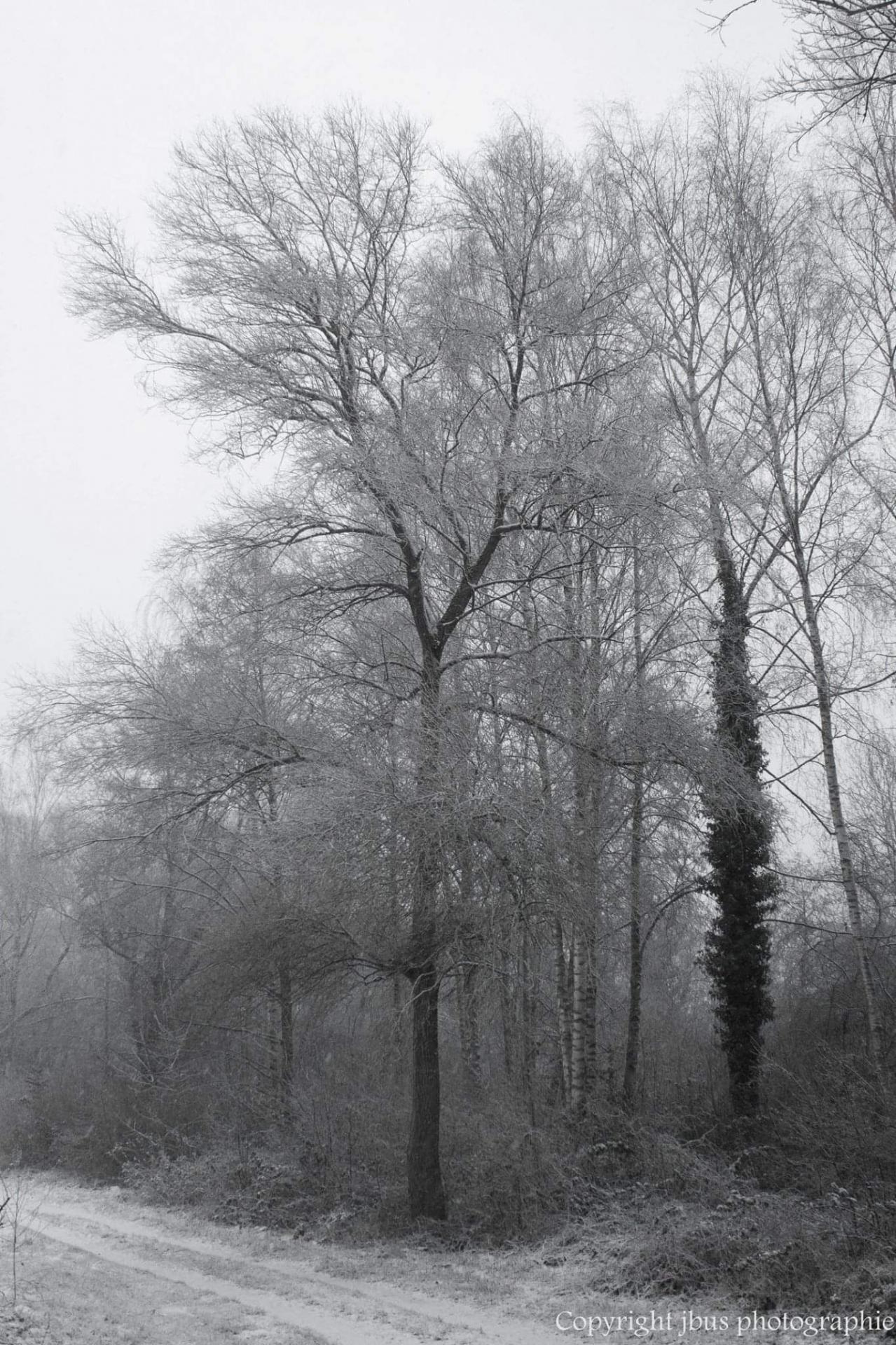 L arbre de noël