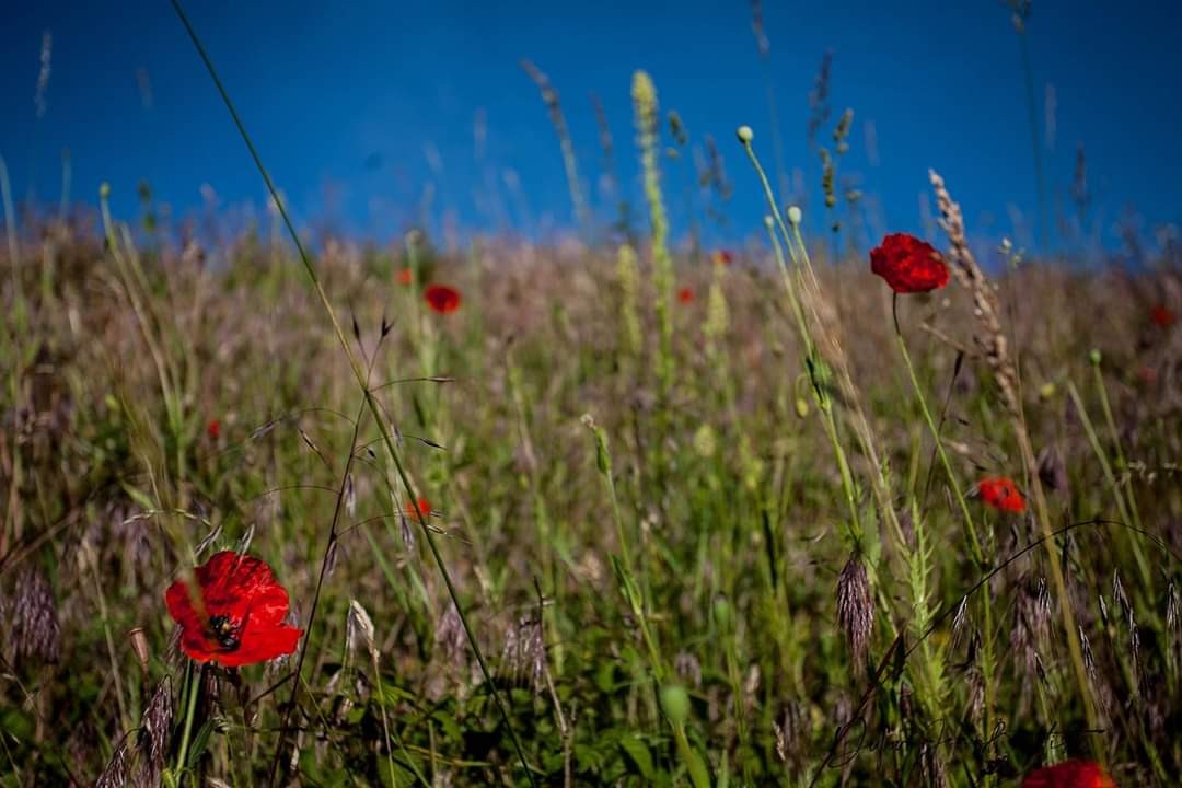En terre du milieux seul le vent franchi ce mondes 