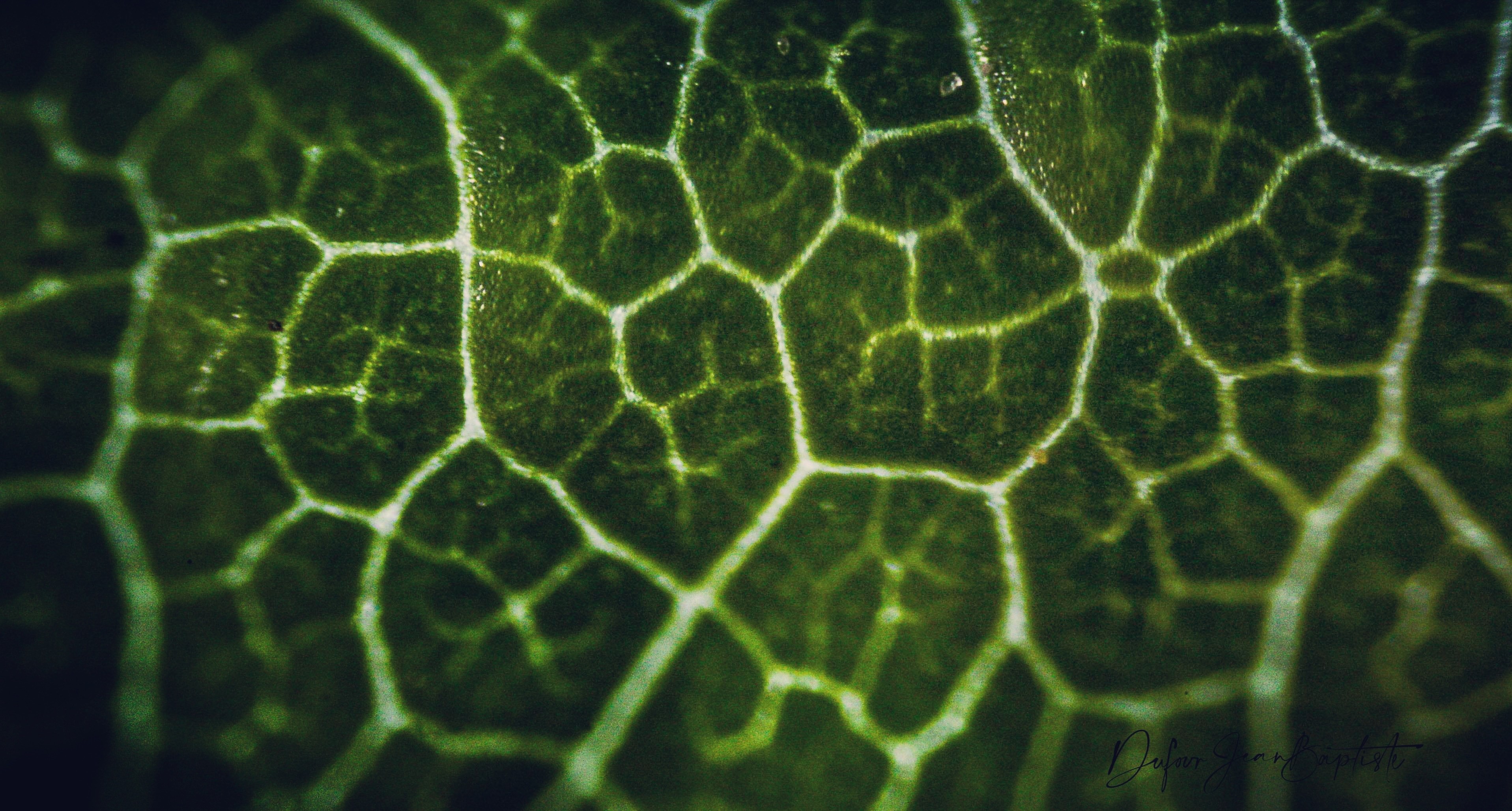 Nervures de feuilles qui cache la forêt