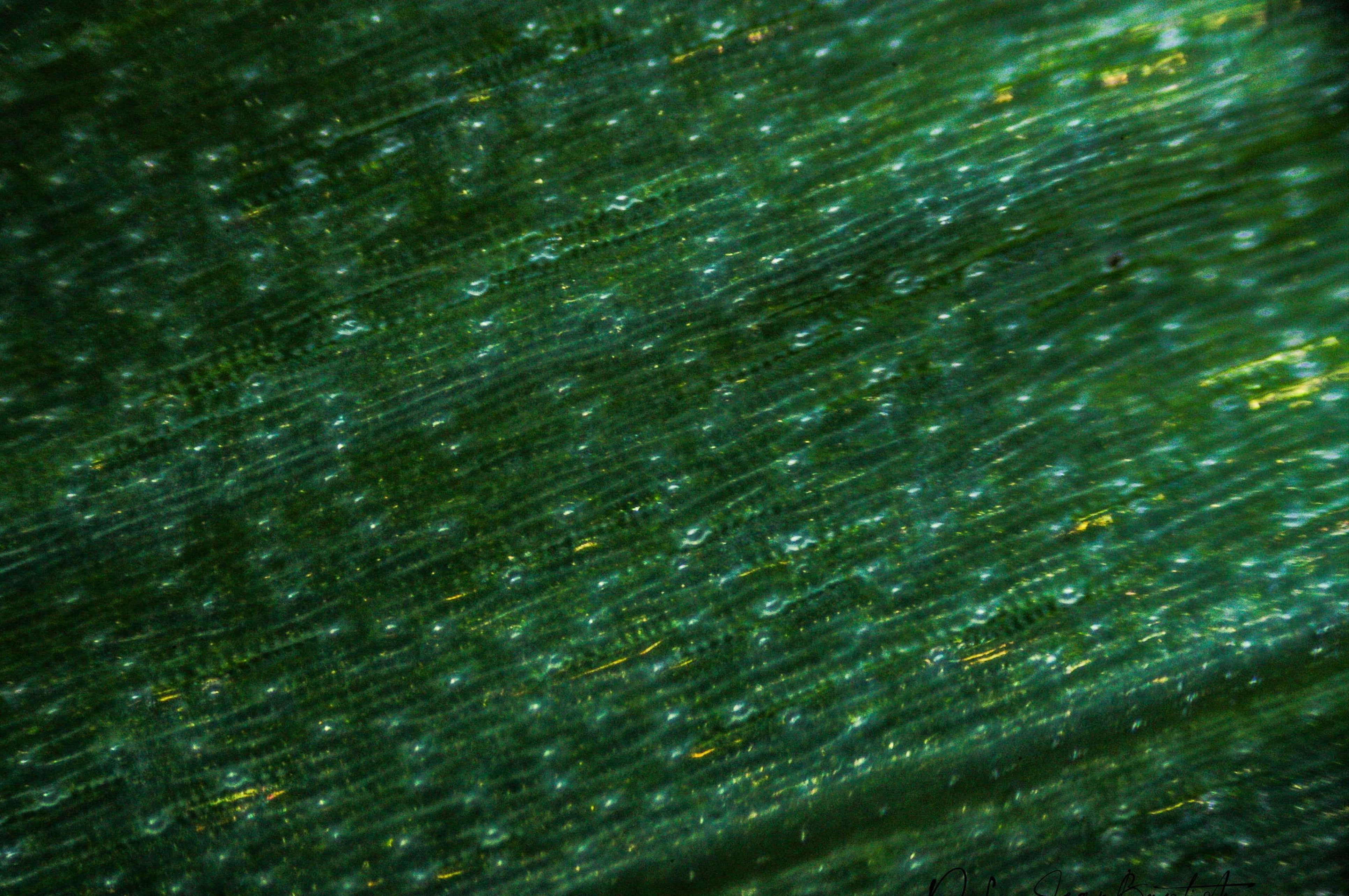 Feuille d iris 
