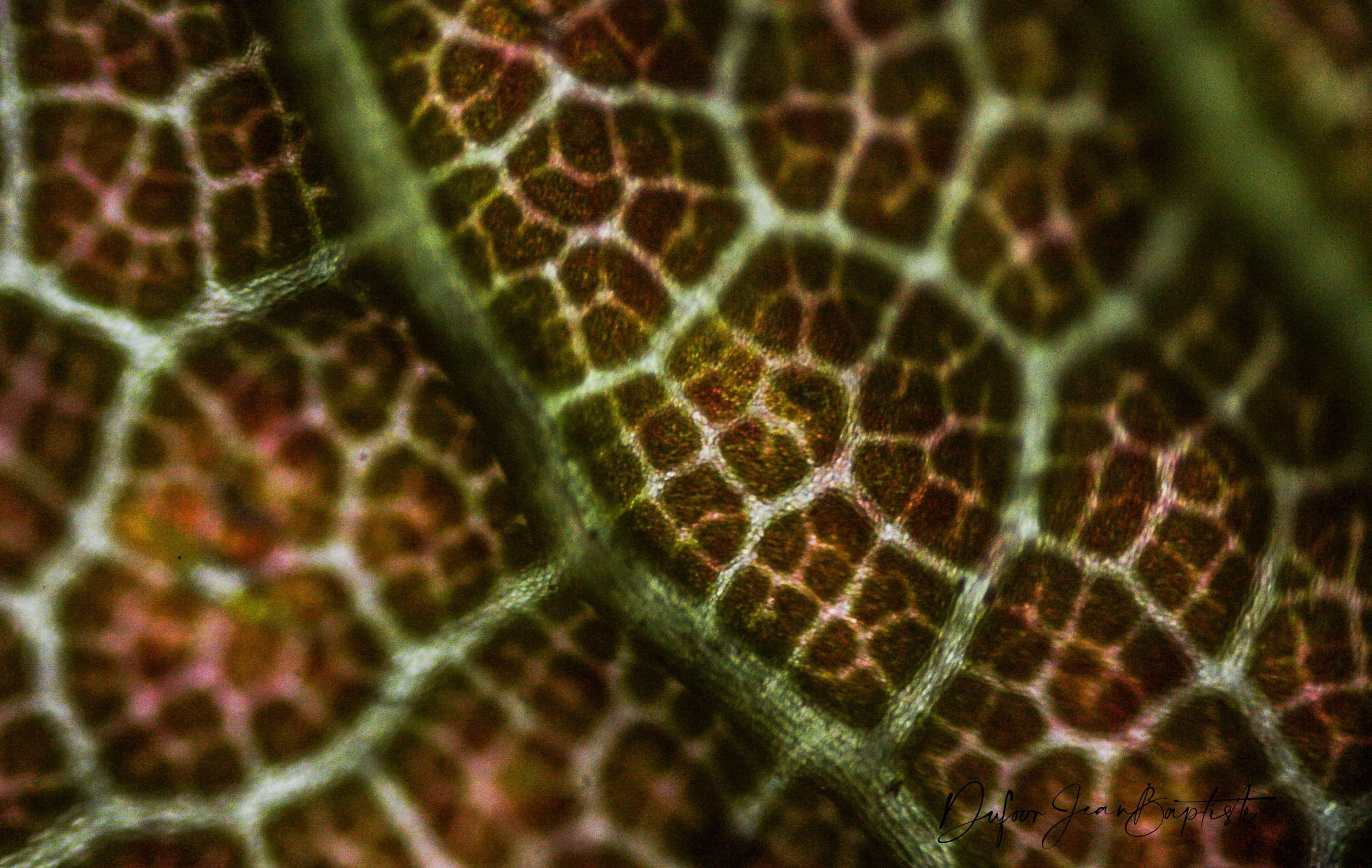 Labyrinthe nervuré de feuilles