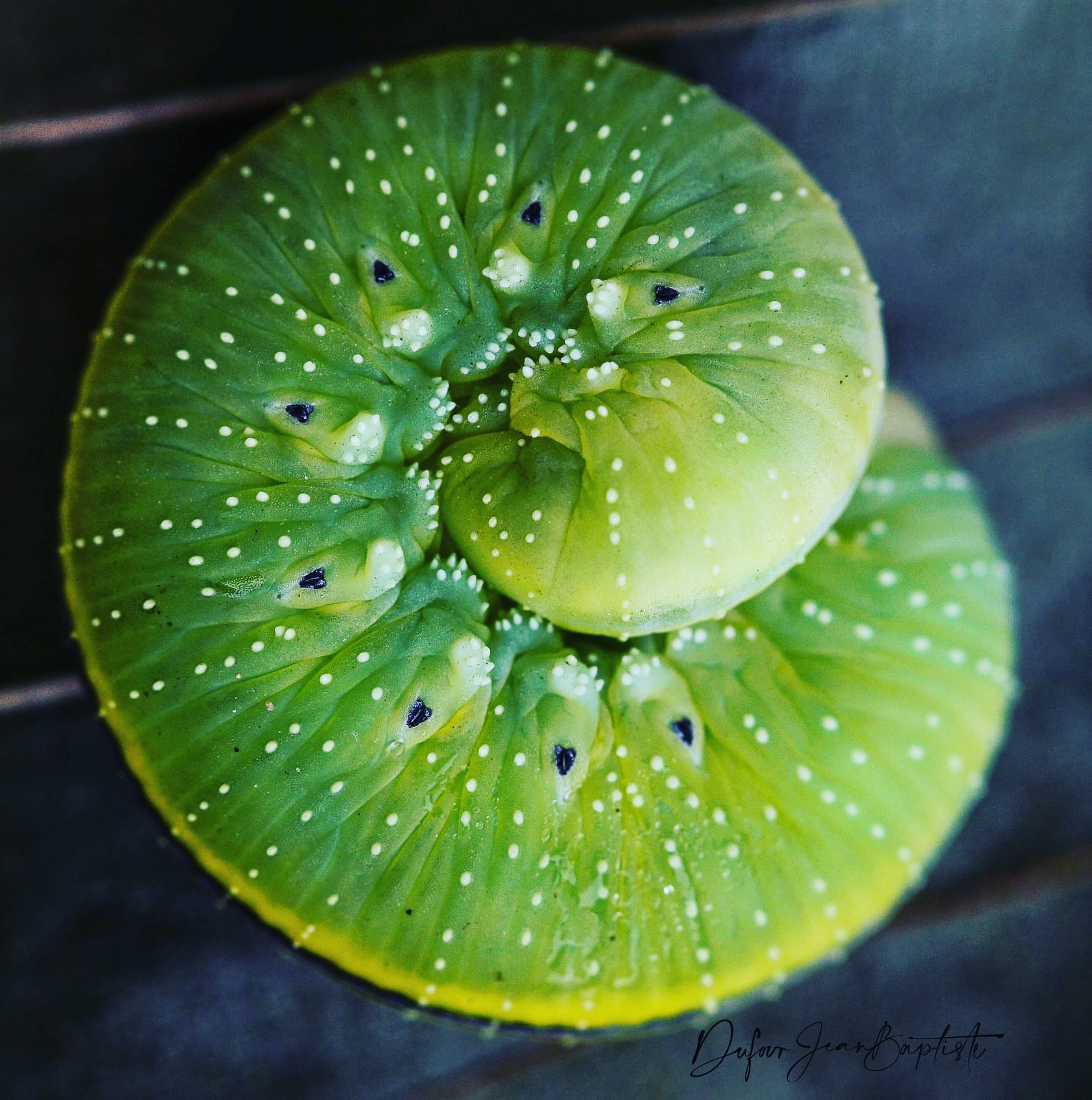 Spiral