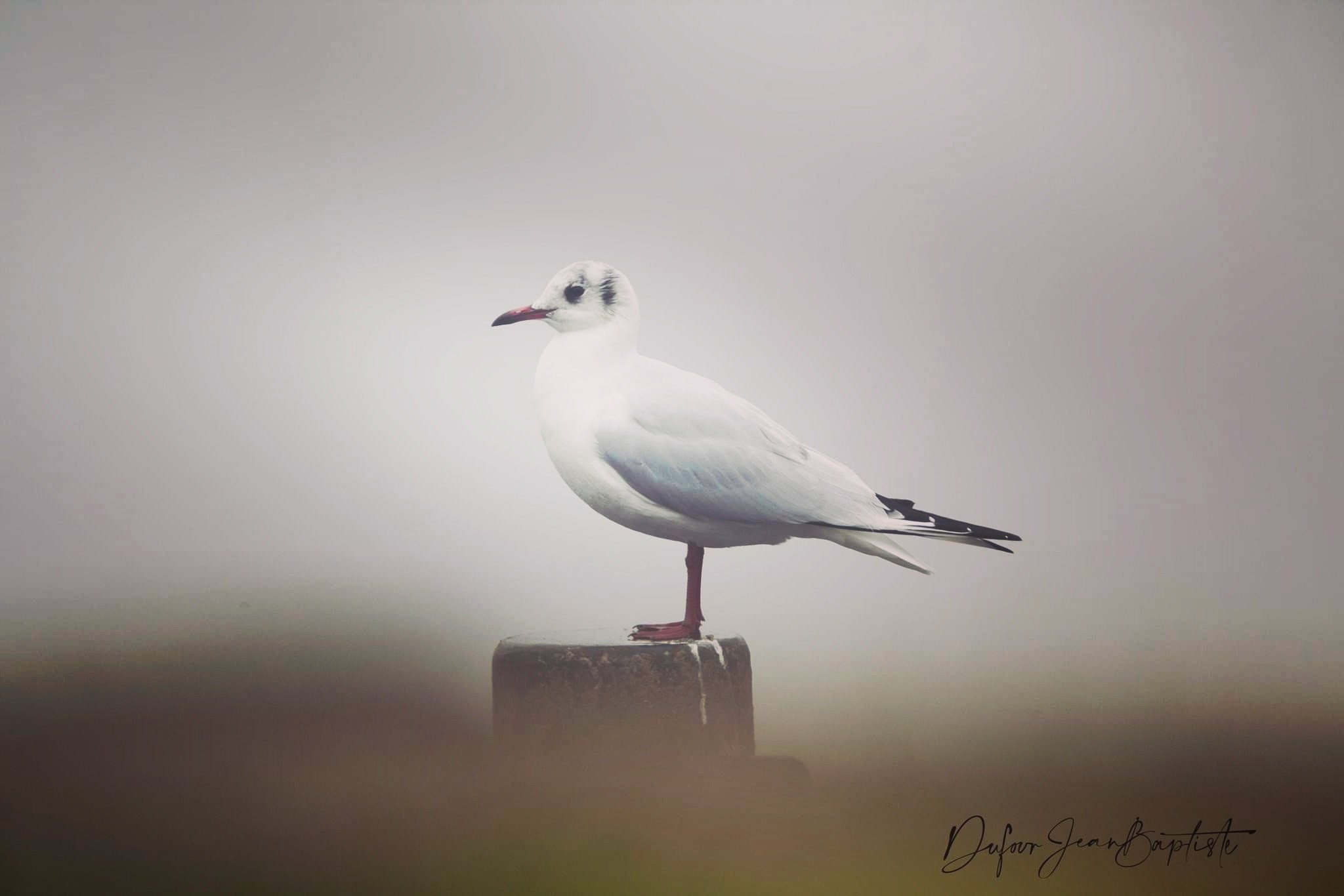 La mouette et le brouillard