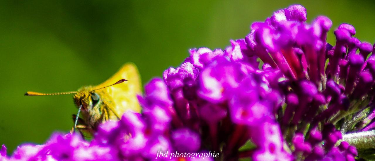 IMG_6787