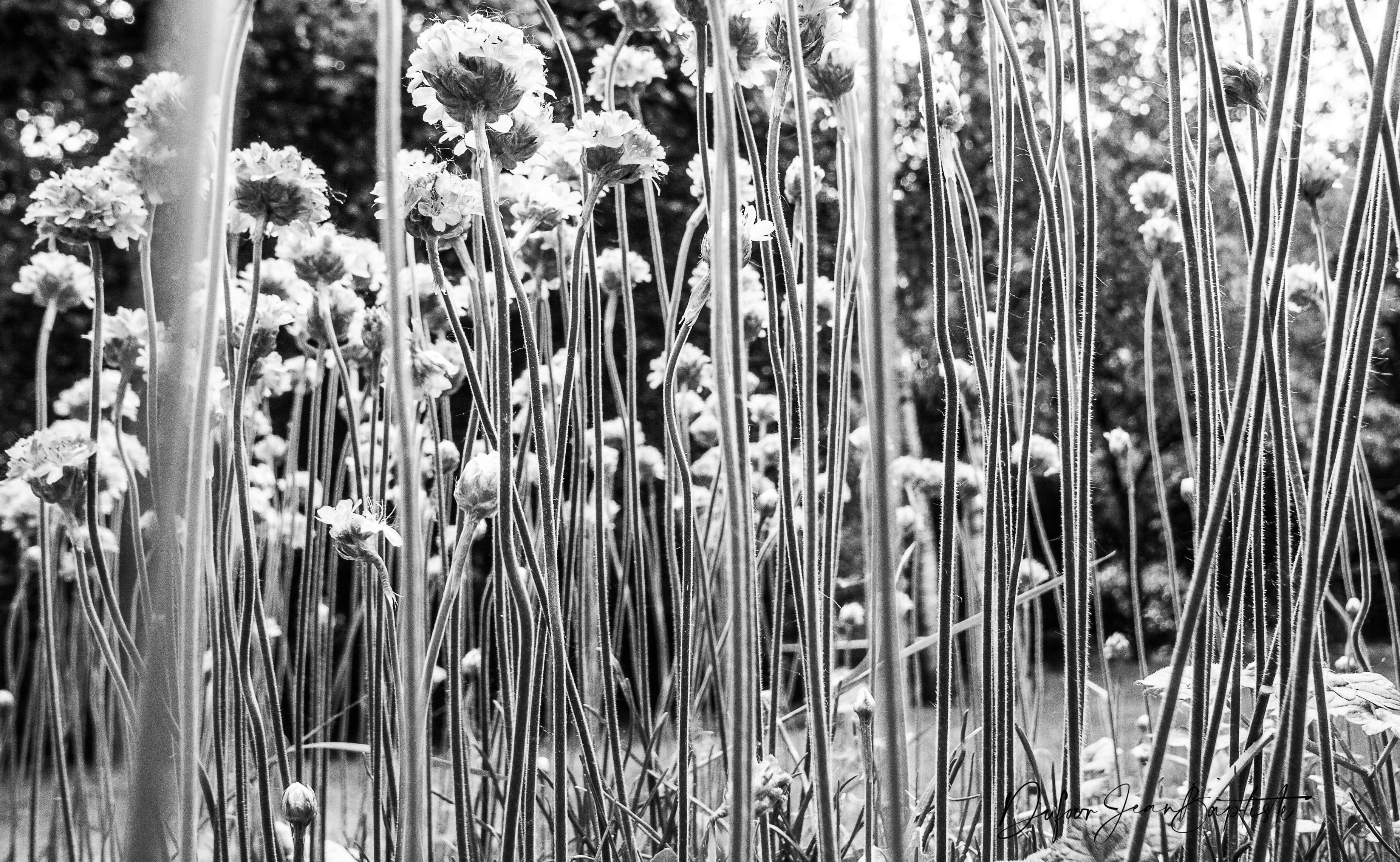 C est le bouquet ici N,B 