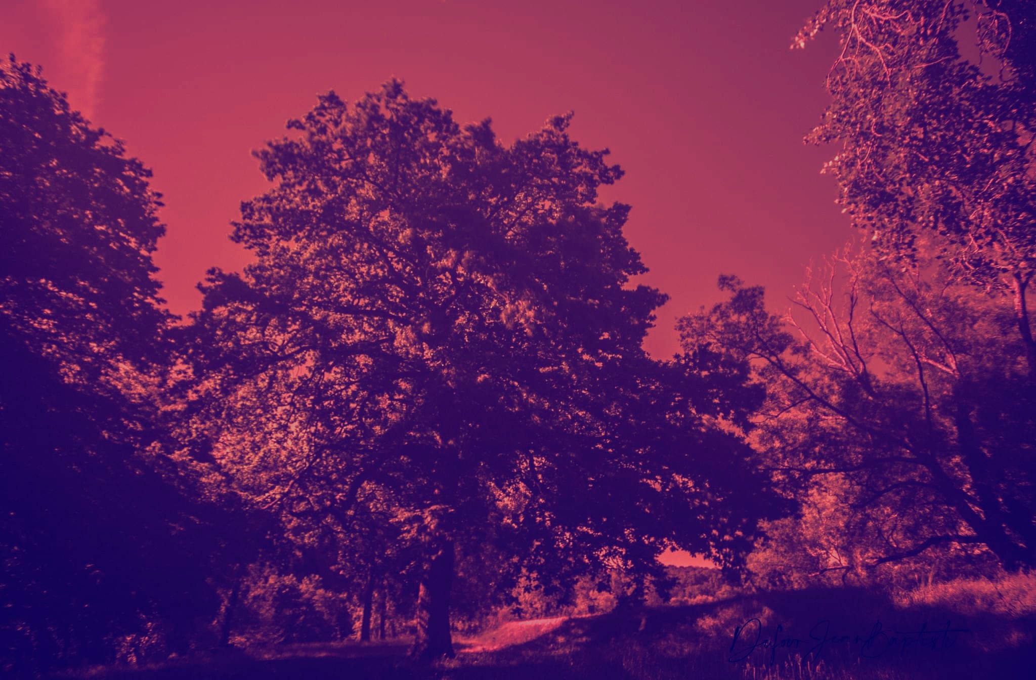 L arbre de vie en rouge filtre ,