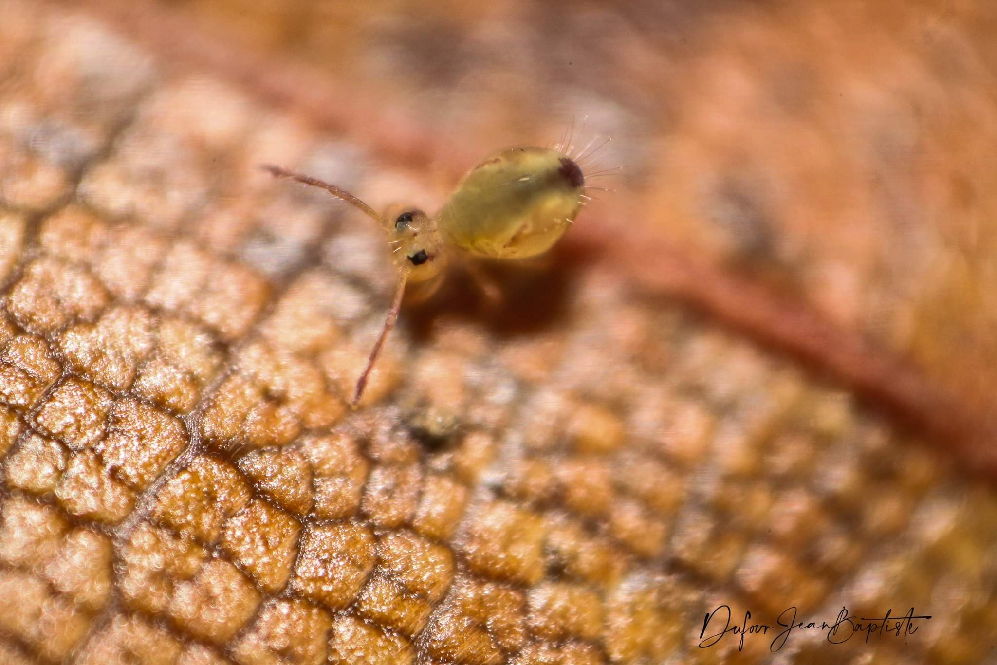 Miniature
