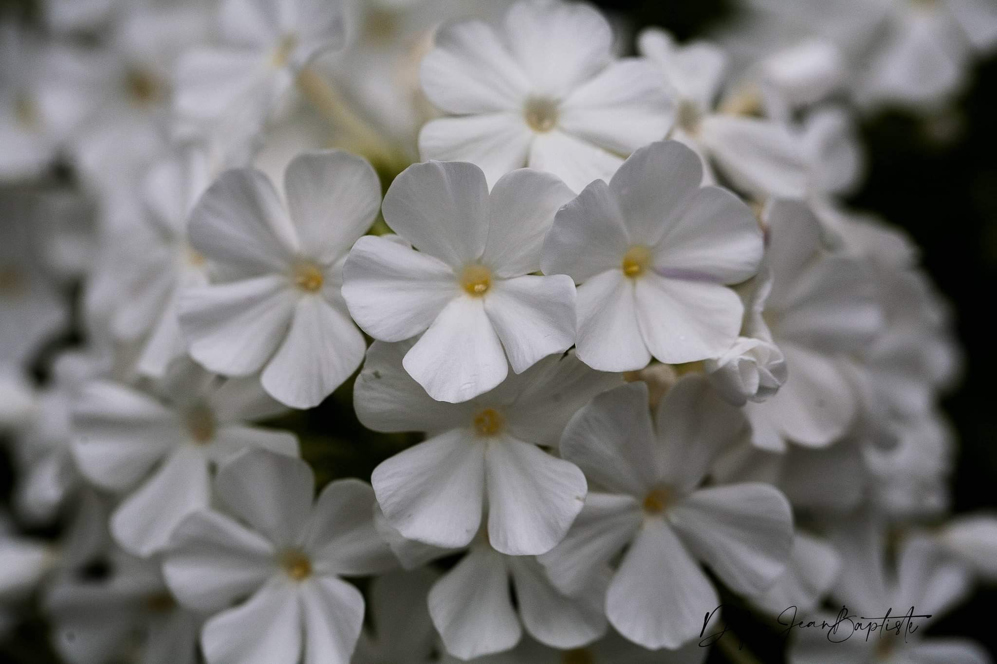 Bouquet garni