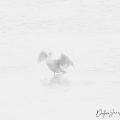 Brouillard