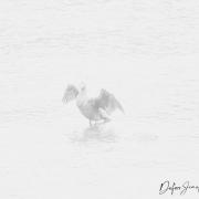Brouillard