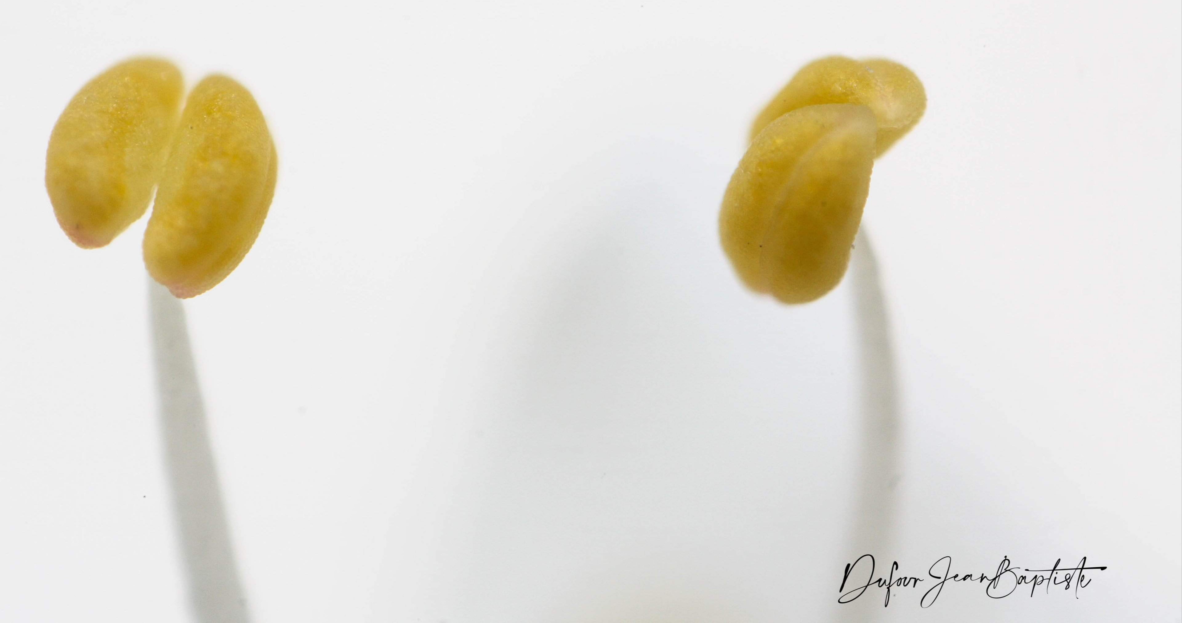 Scène minimaliste entre deux pistils 