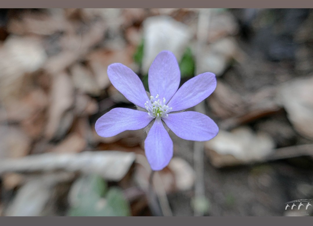 La fleur