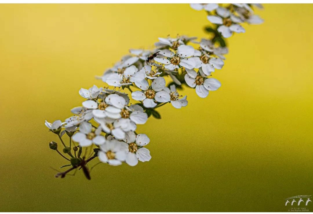 Floraison