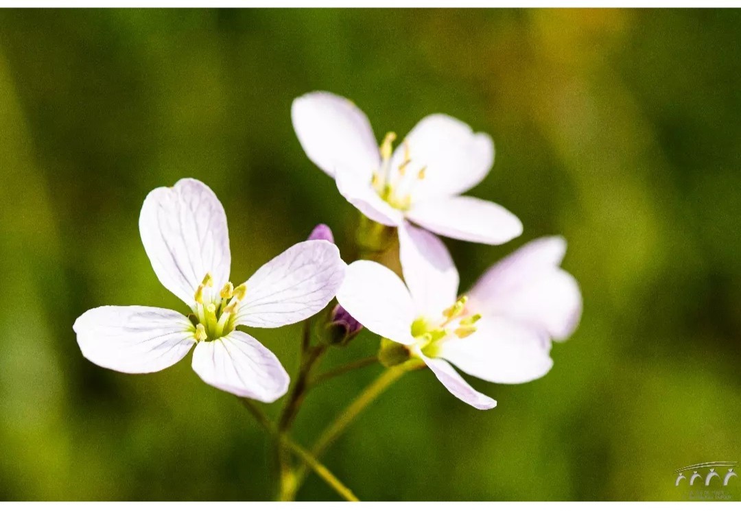 Merveille du printemps