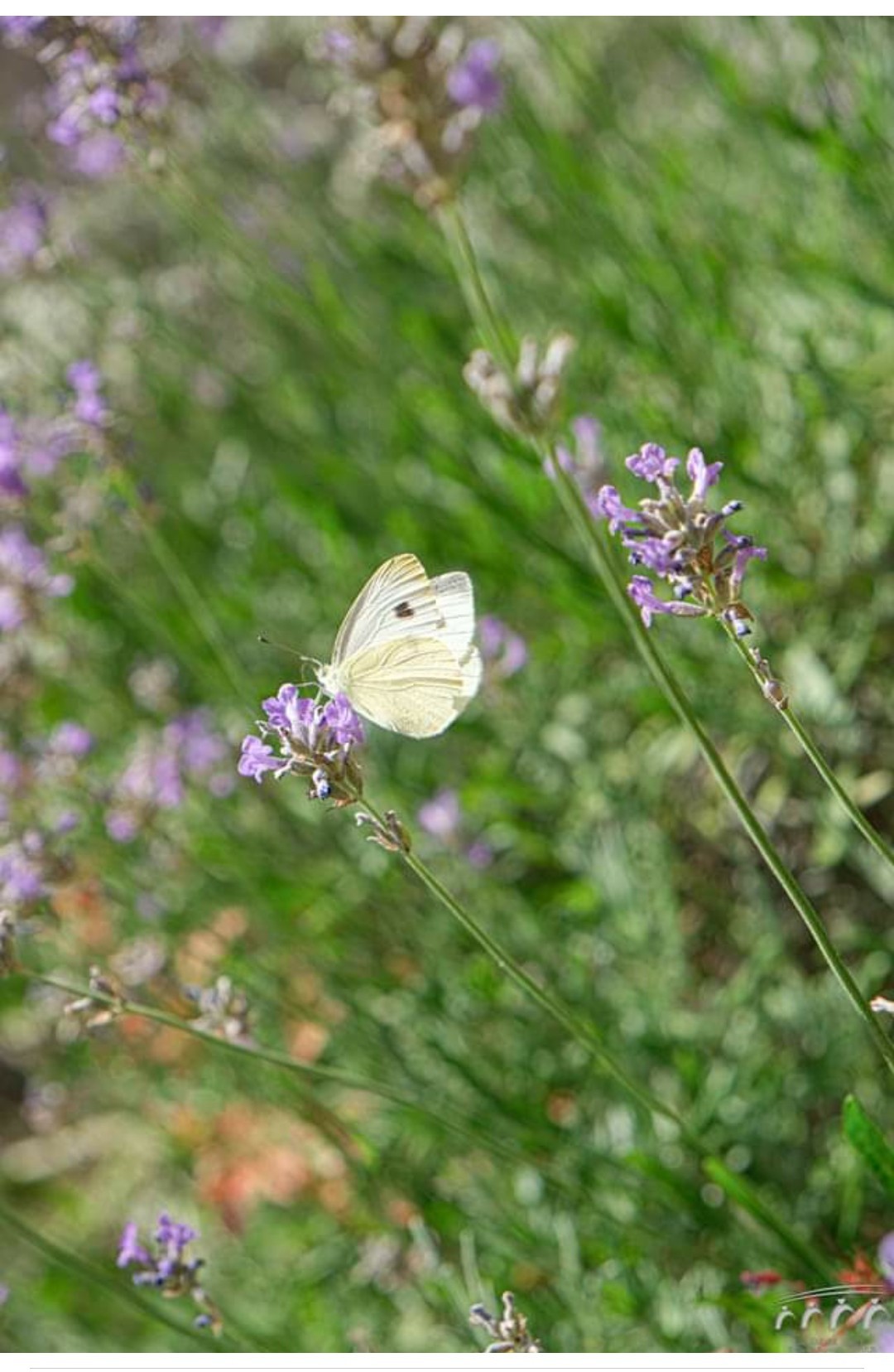 Lavande et papillon 