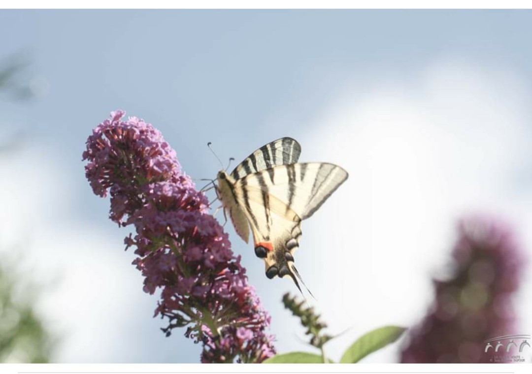 Papillon du jour 