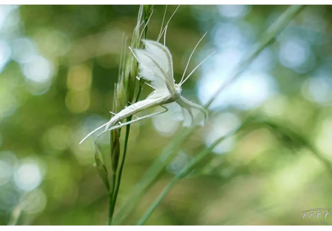  L ange blanc 