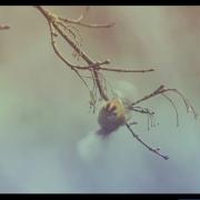 La danse des ailes