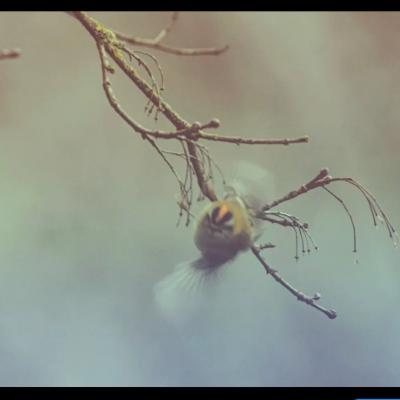 Les oiseaux