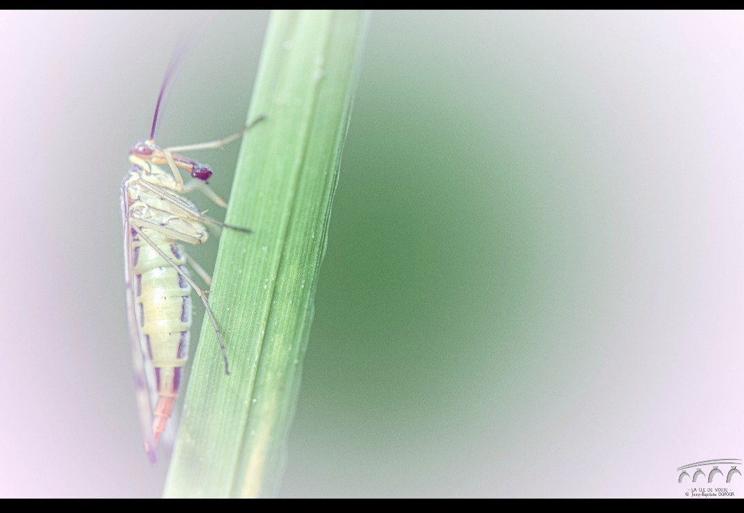Pastel du jour 