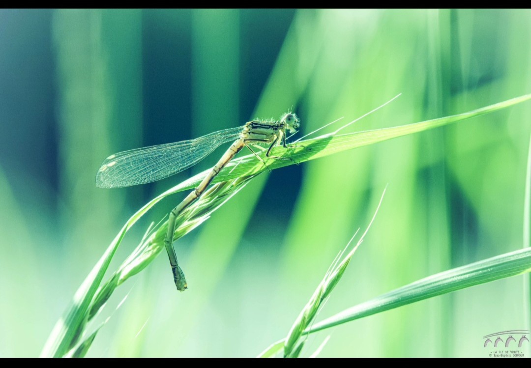 Naturellement 