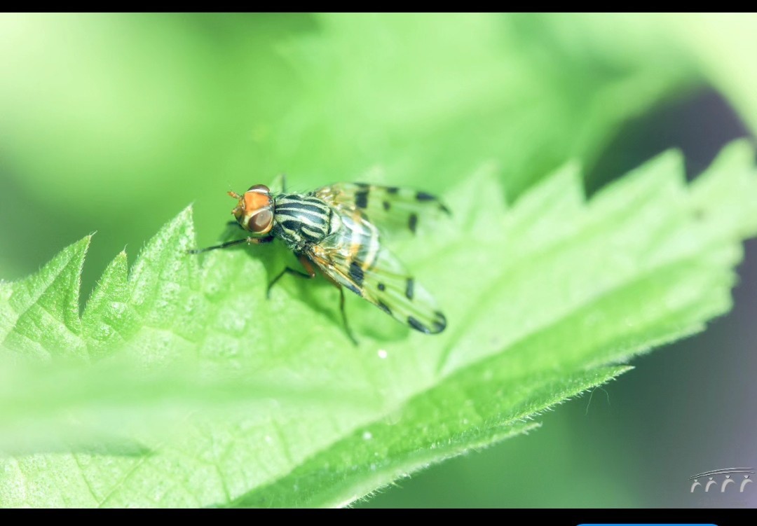 Une mouche 