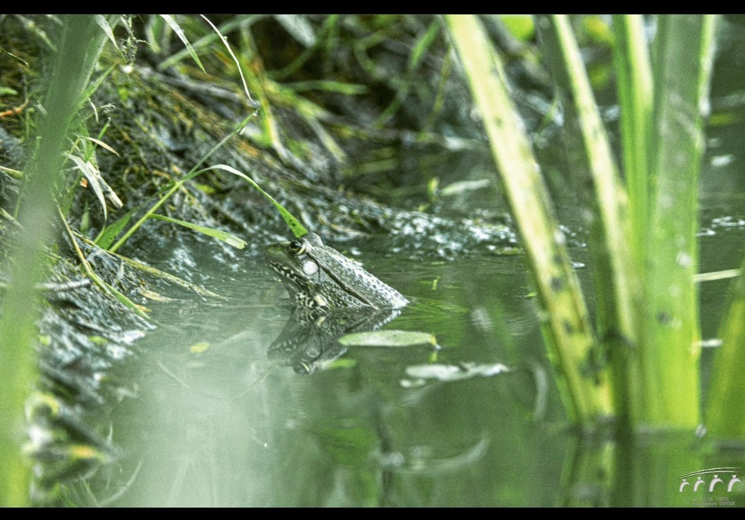 Reflet de tête 