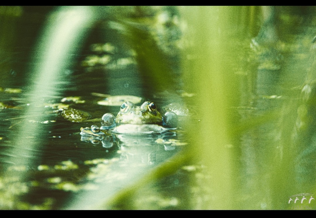 A l ombre du vieux chêne près d un lac il était une fois le chant des grenouilles 