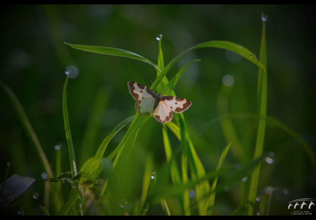 Il est 7h la nature émerge 