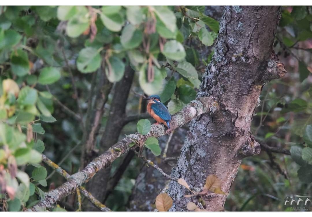 La flèche bleue