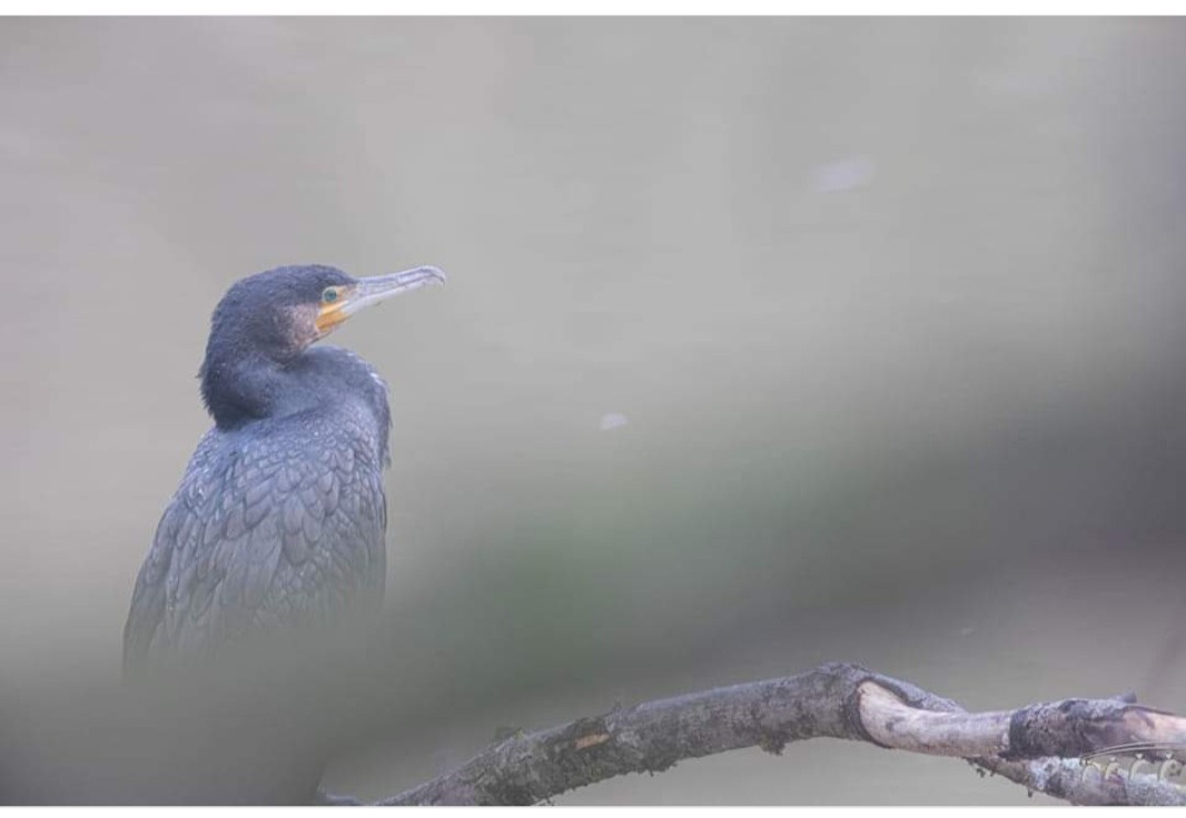 Portrait de cormoran