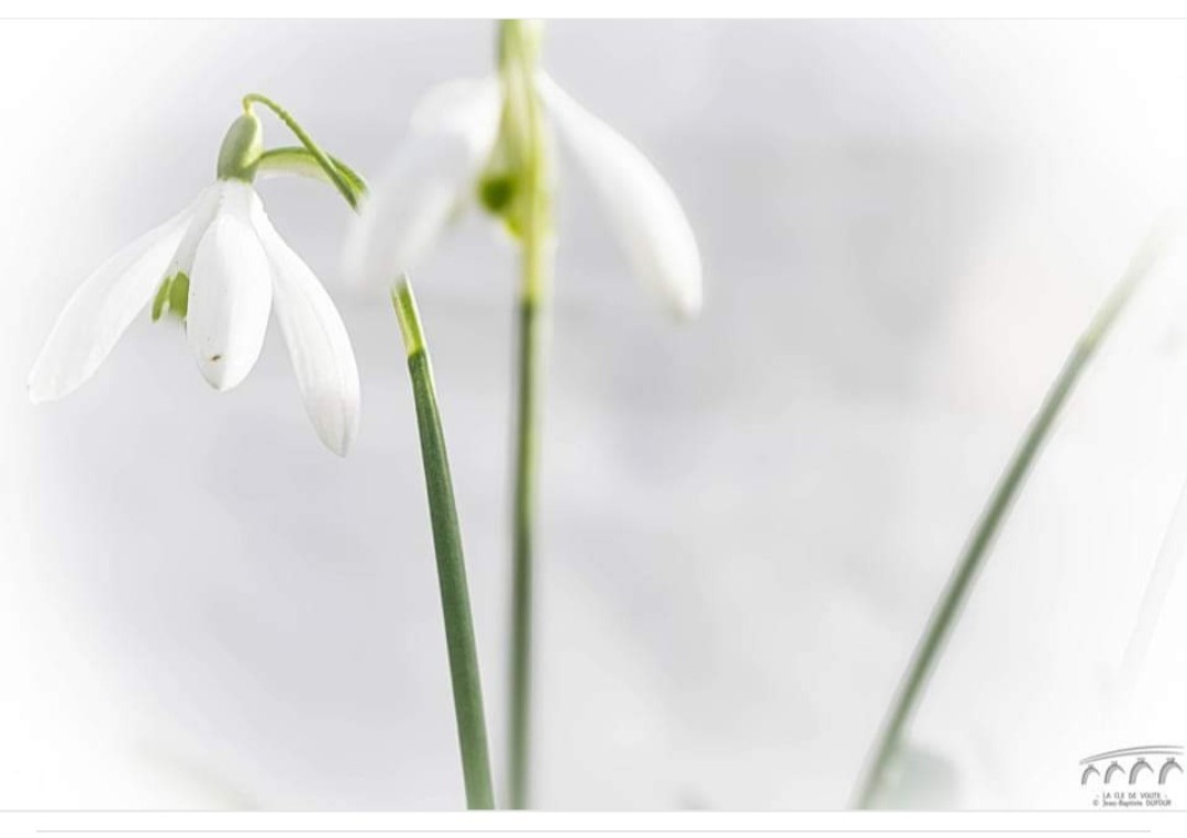 La blancheur du jour 