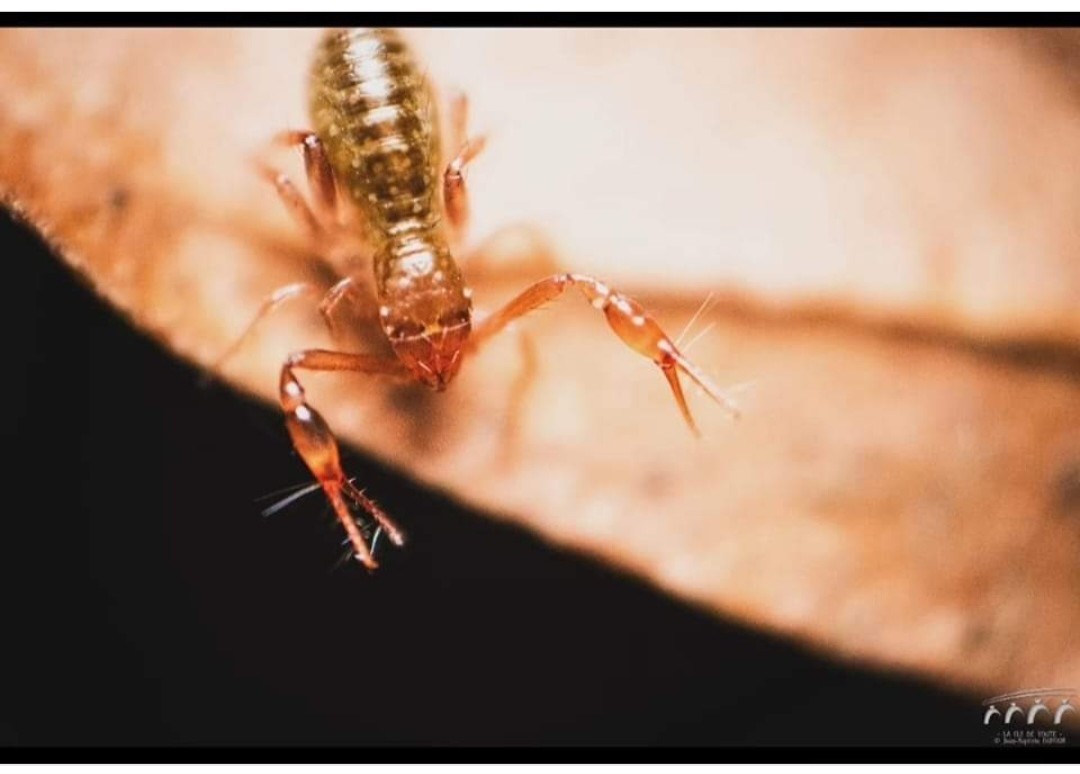 Le scorpion de Lorraine 