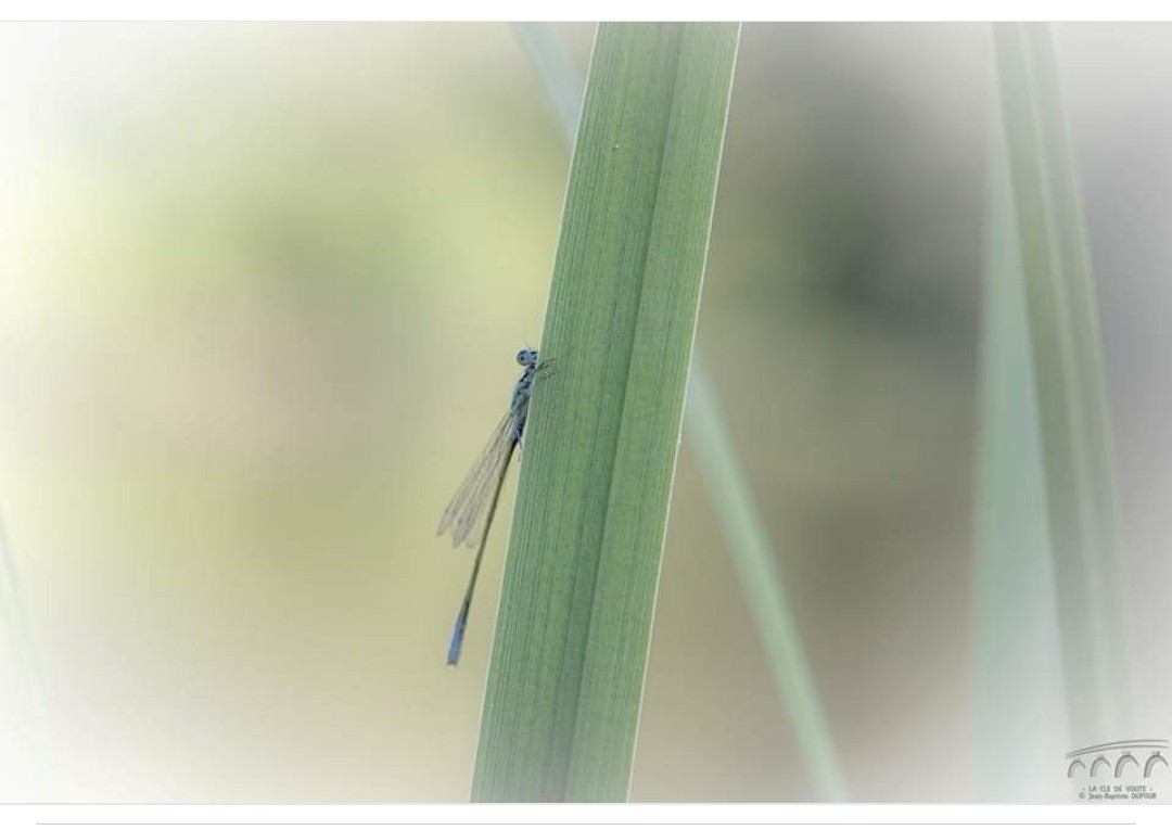 Regard d un jour 