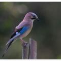 Visite dans le jardin 