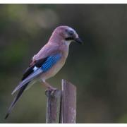 Visite dans le jardin 