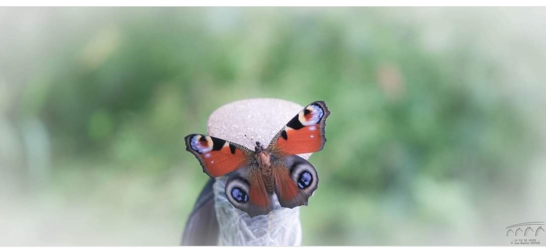 Le papillon du jour 