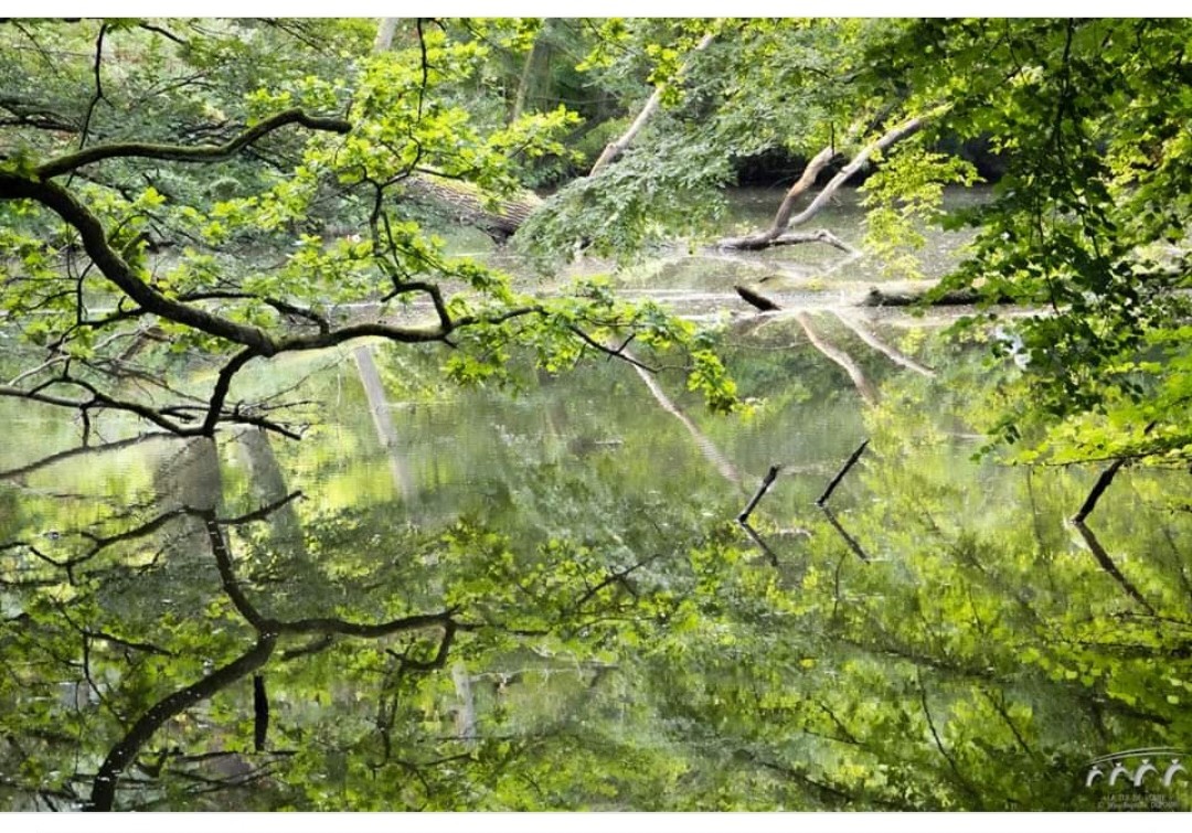 Forêt renversante 
