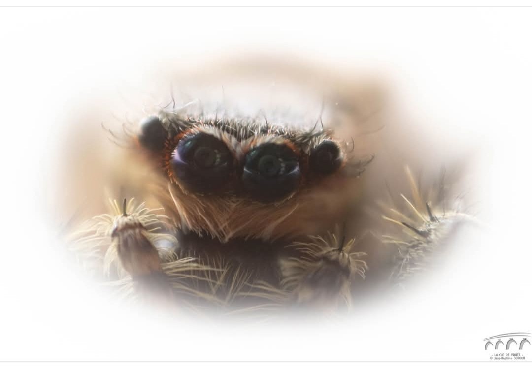 Oeil pour oeil 