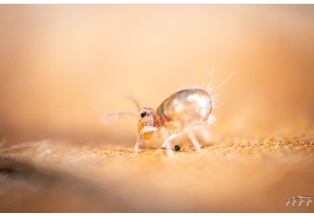 Le grain de sable 