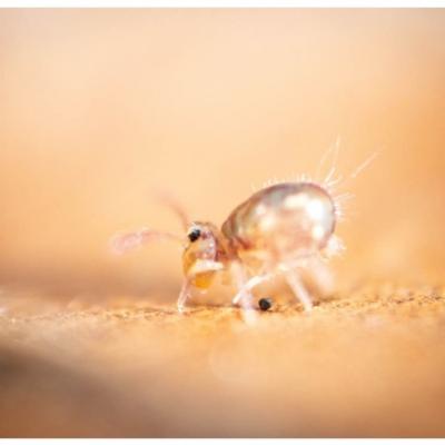 Le grain de sable 